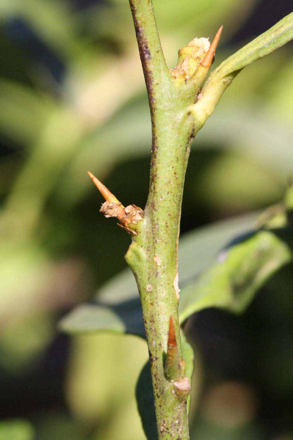            First year twig (Riverside, CA)   